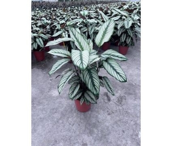CALATHEA