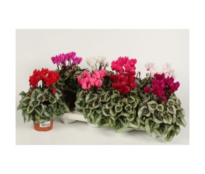 CYCLAMEN SUPER SERIE VARIE