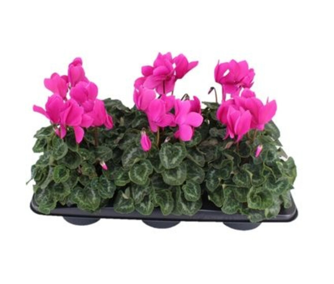 CYCLAMEN HALIOS VIOLET