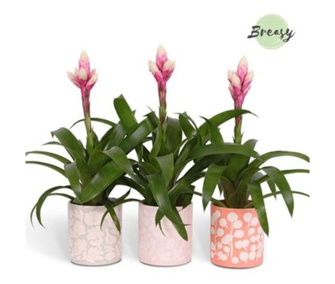 GUZMANIA CANDY