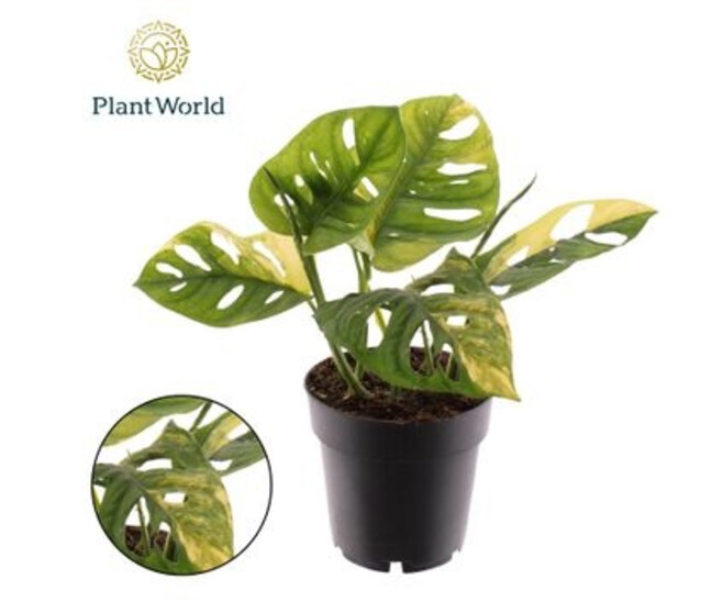 PHILODENDRON MONSTERA PANACHE