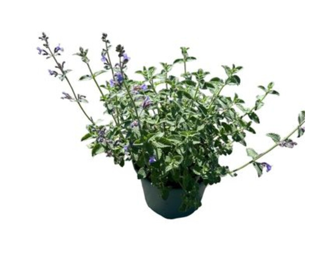 NEPETA WALKER S LOW