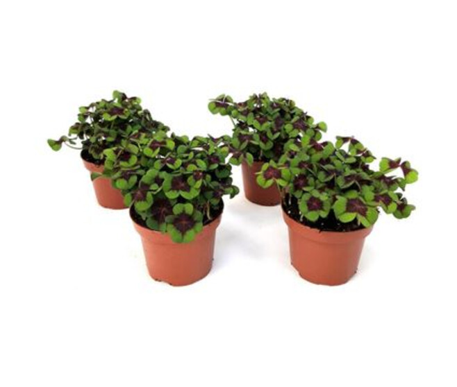OXALIS DEPPEI VERT