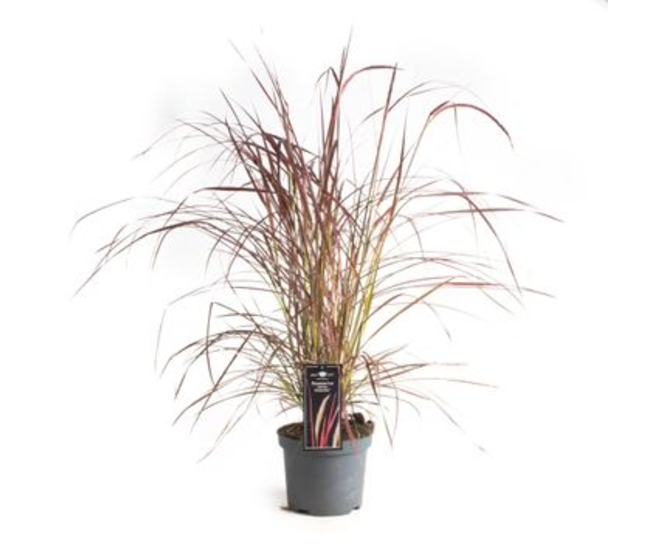 PENNISETUM FIREWORKS