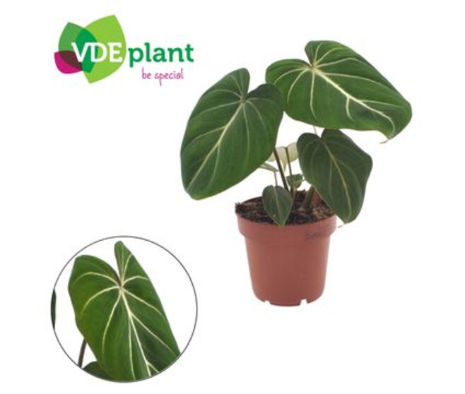 PHILODENDRON GLORIOSUM