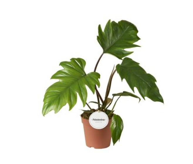 PHILODENDRON