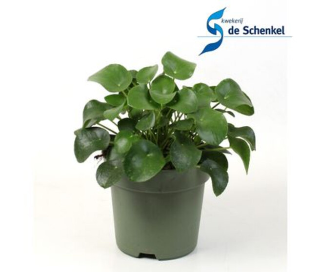 PILEA PEPEROMOIDES