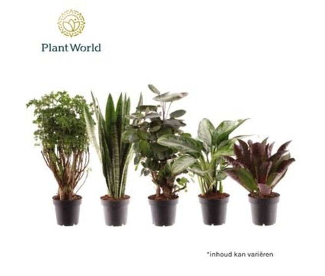 PLANTE VERTE VARIEE
