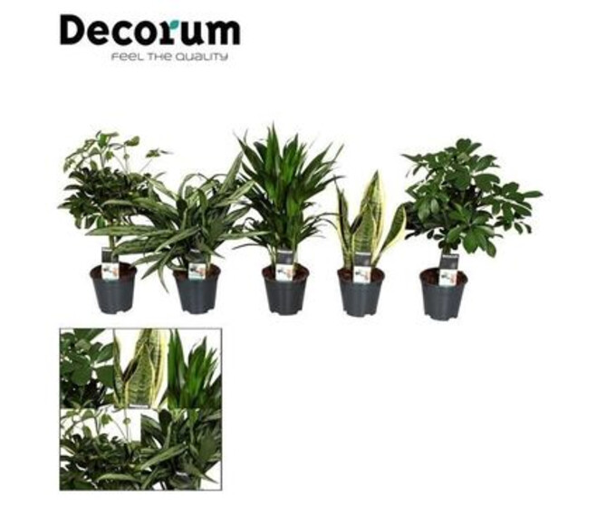 PLANTE VERTE VARIEE