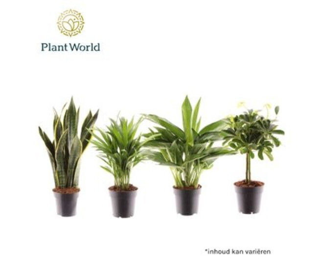PLANTE VERTE VARIEE