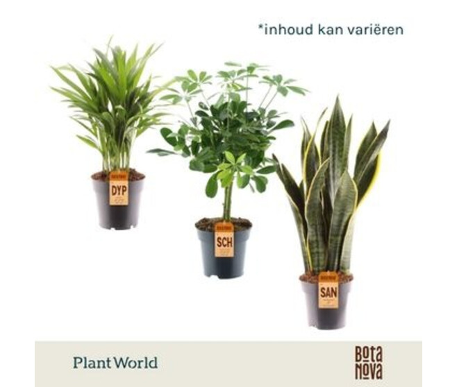 PLANTE VERTE VARIEE