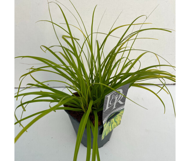 CAREX EVERCOLOR