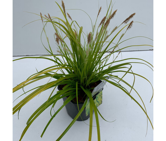 CAREX EVERCOLOR