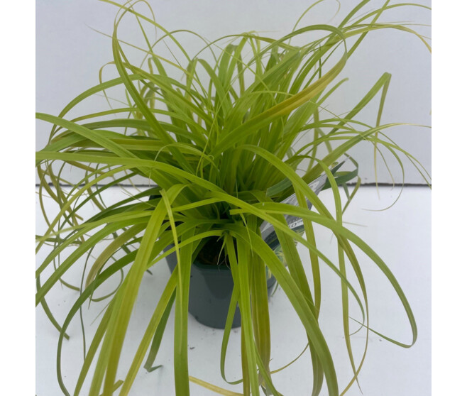 CAREX EVERCOLOR