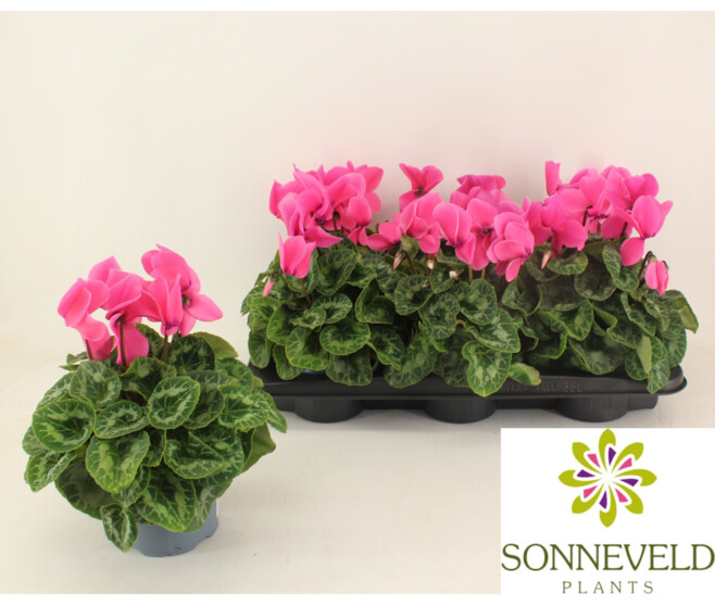 CYCLAMEN HALIOS ROSE