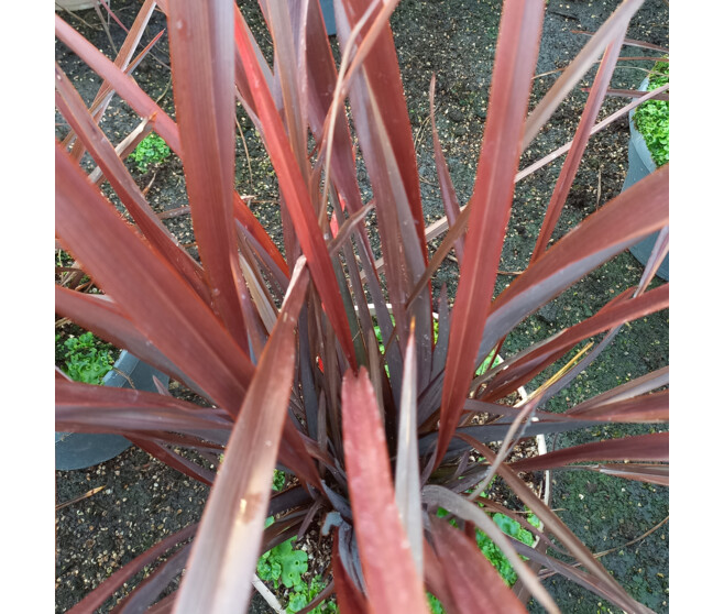 PHORMIUM AMAZING RED