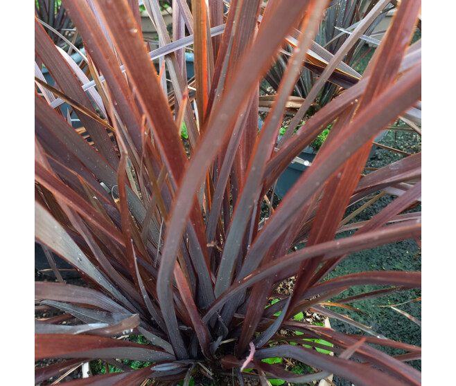 PHORMIUM TENAX PLATT S BLACK