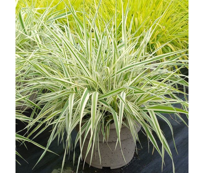 PHALARIS ARUNDINACEA PICTA