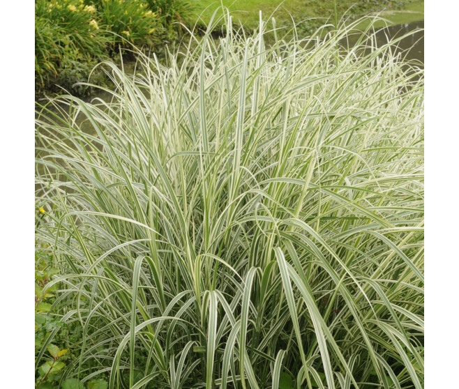 PHALARIS ARUNDINACEA PICTA