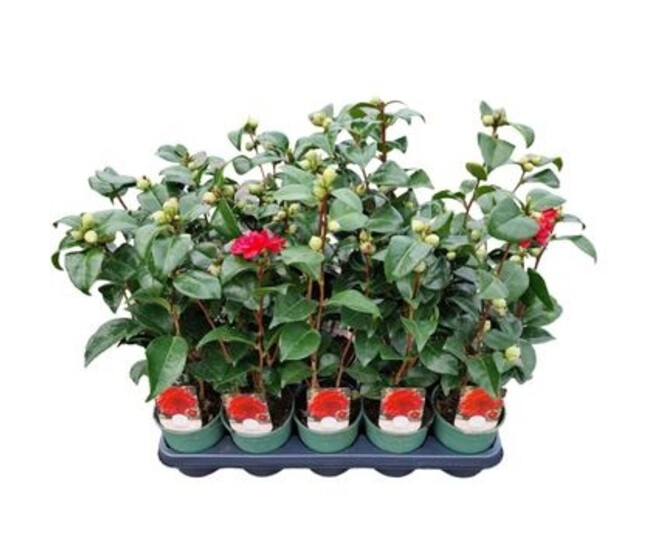 CAMELLIA JAPONICA ROUGE
