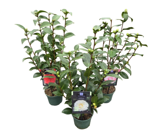 CAMELLIA JAPONICA VARIE