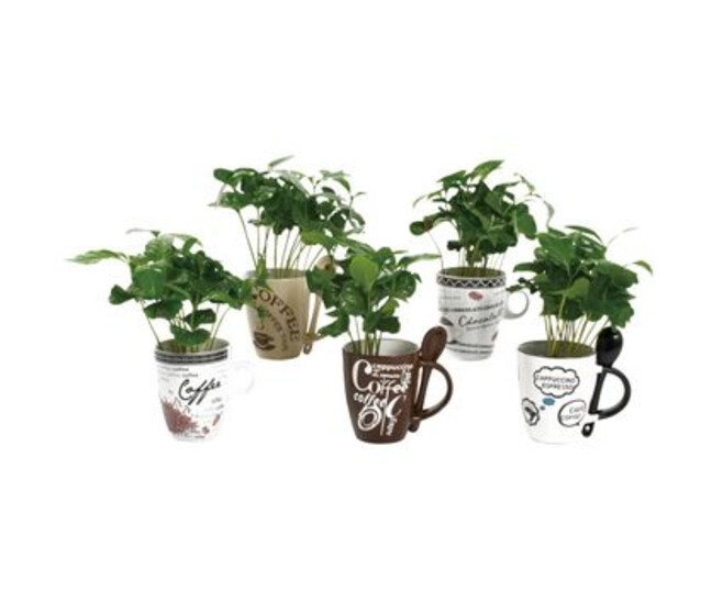 COFFEA ARABICA CERAM TASSE