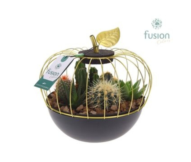 COMPO 6 PLANTES CAGE POMME