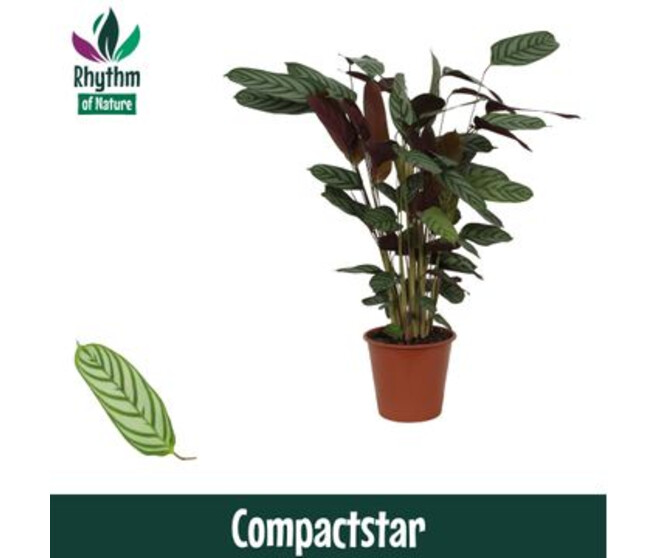 CALATHEA COMPACTSTAR