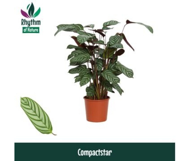 CALATHEA COMPACTSTAR