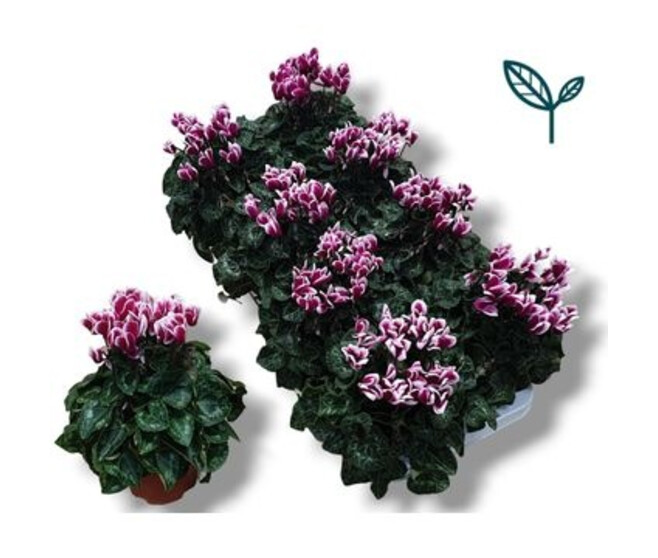 CYCLAMEN FANTASIA