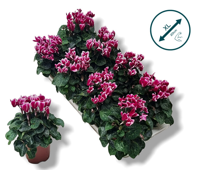 CYCLAMEN FANTASIA