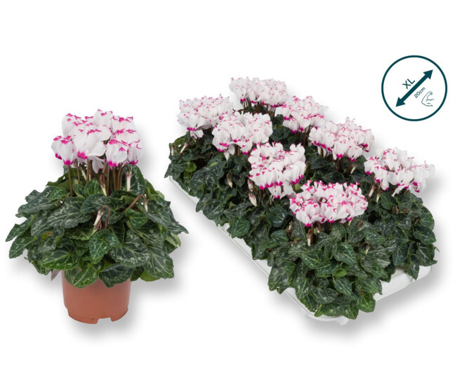 CYCLAMEN VICTORIA