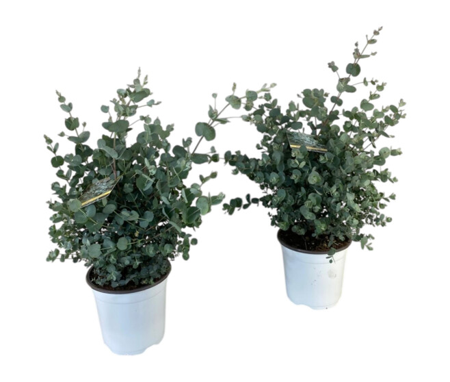 EUCALYPTUS GUNNII