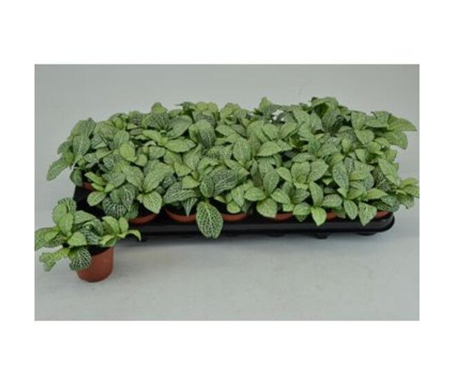 FITTONIA WHITE ANNE