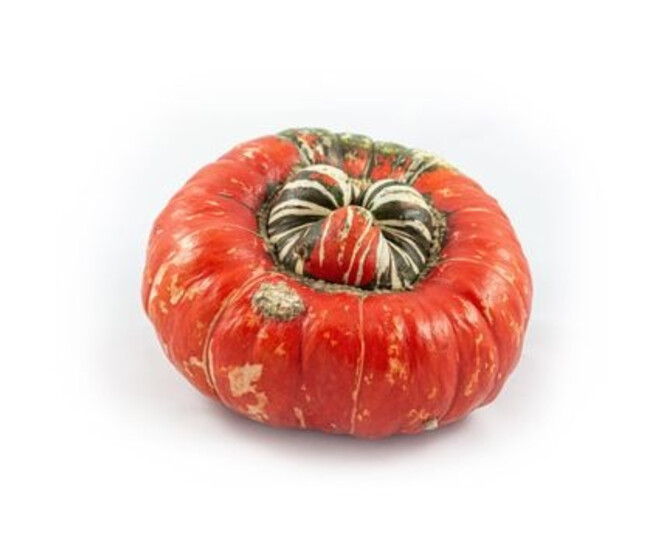 CUCURBITACEE TURK S TURBAN