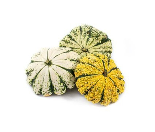 CUCURBITACEE PATISSON