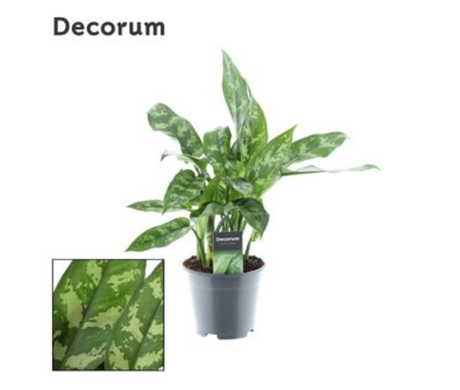 AGLAONEMA MARIA