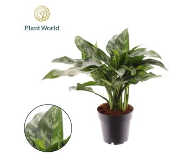 AGLAONEMA MARIA