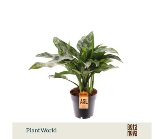 AGLAONEMA MARIA