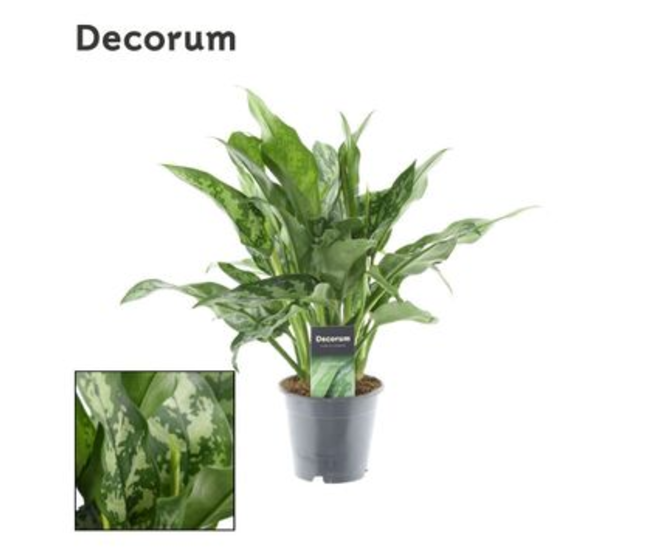 AGLAONEMA MARIA