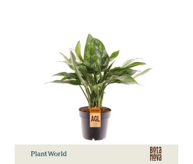 AGLAONEMA MARIA