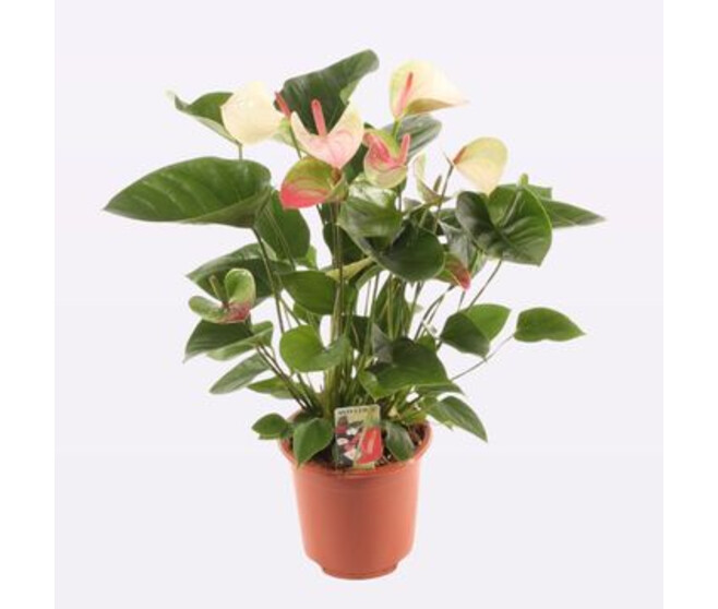 ANTHURIUM ANDREANUM FANTASY LOVE