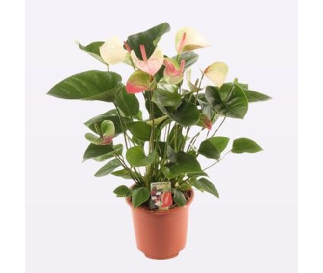 ANTHURIUM ANDREANUM FANTASY LOVE