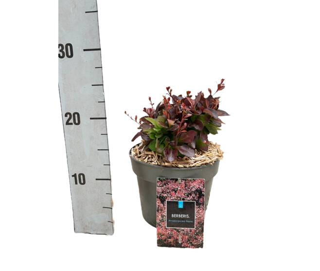 BERBERIS ATROPURPUREA NANA
