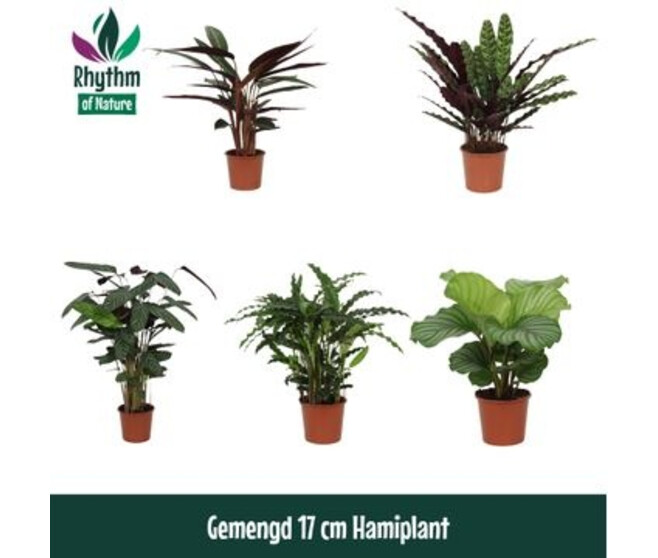 CALATHEA VARIES