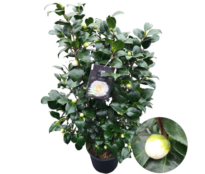 CAMELLIA JAPONICA BLANC