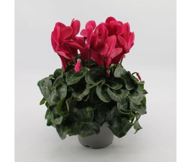 CYCLAMEN SUPER SERIE MAMMOTH MAUVE