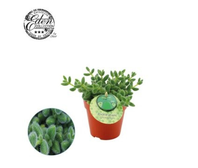 DELOSPERMA ECHINATUM