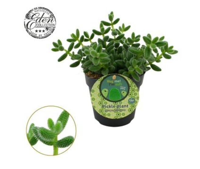 DELOSPERMA ECHINATUM