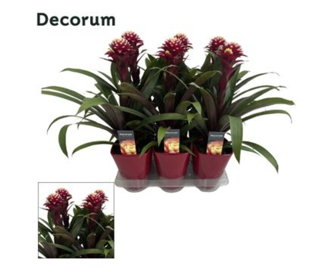 GUZMANIA ROUGE CERAM